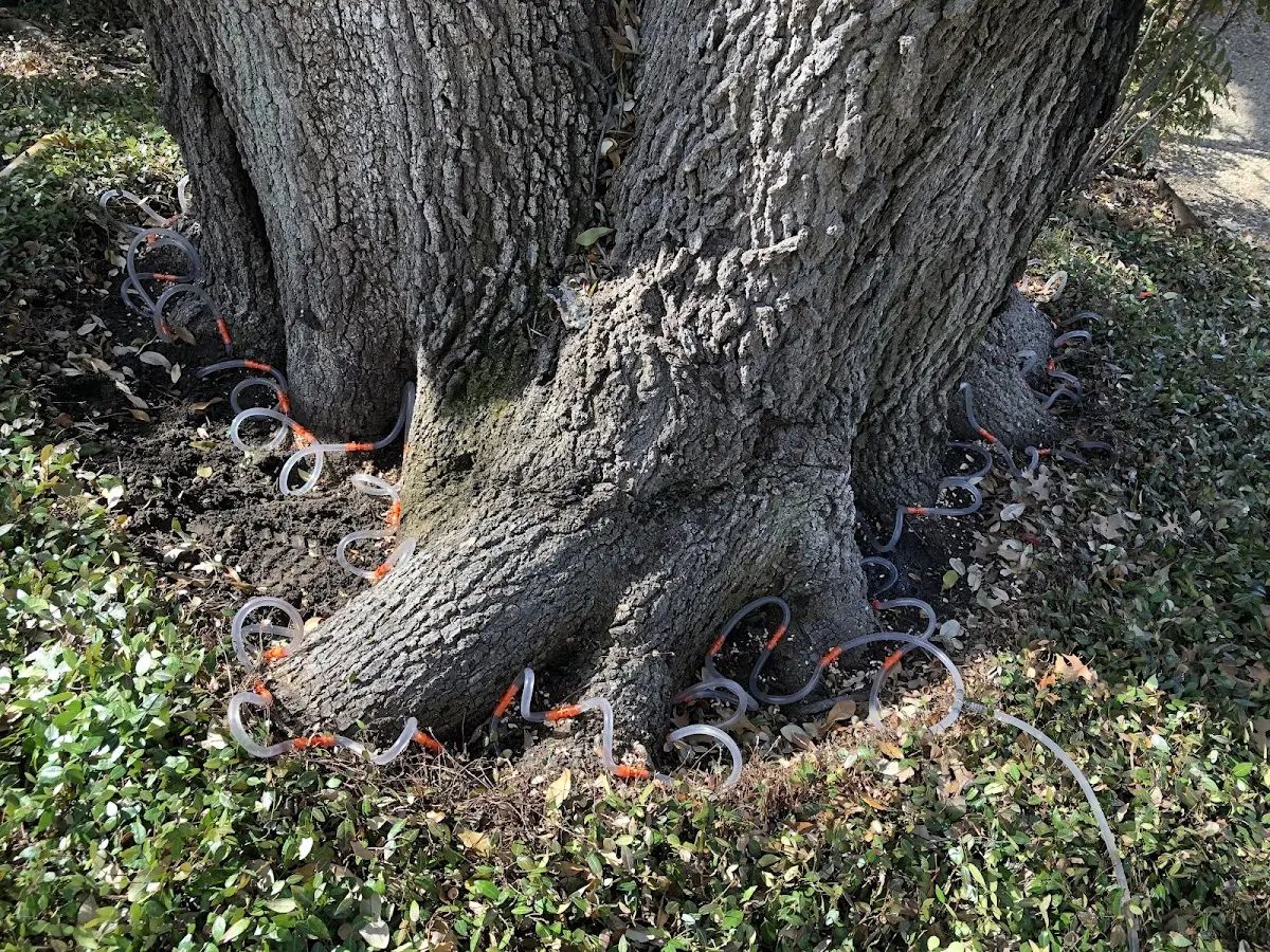 Detailed Tree Cabling and Bracing job site in Charles City