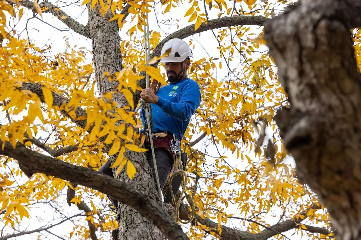 Skilled Storm Damage Cleanup crew working in Charles City