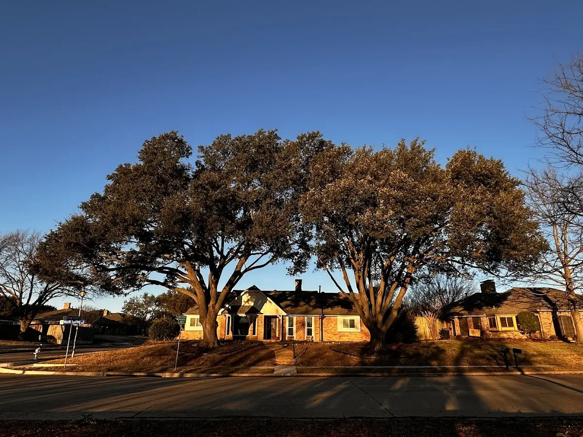 Established residential canopy tree shading a home in Charles City